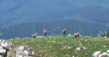 Stabil az állomány